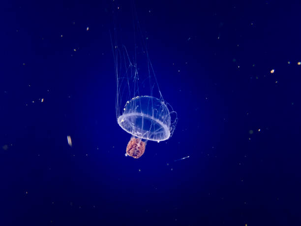 Free Stock Photo of Graceful jellyfish swimming in deep blue ocean ...