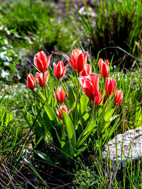 istock beautiful bright multicolored tulips in the city square 2161583182