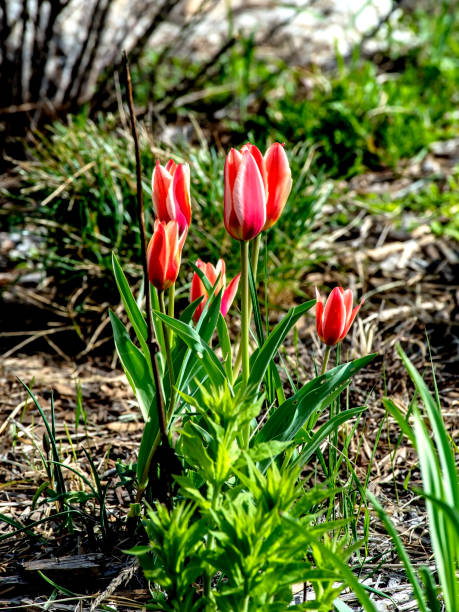 istock beautiful bright multicolored tulips in the city square 2161583184
