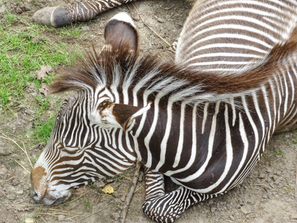 istock A Grevy's zebra sits on the ground during the summer 2161584096