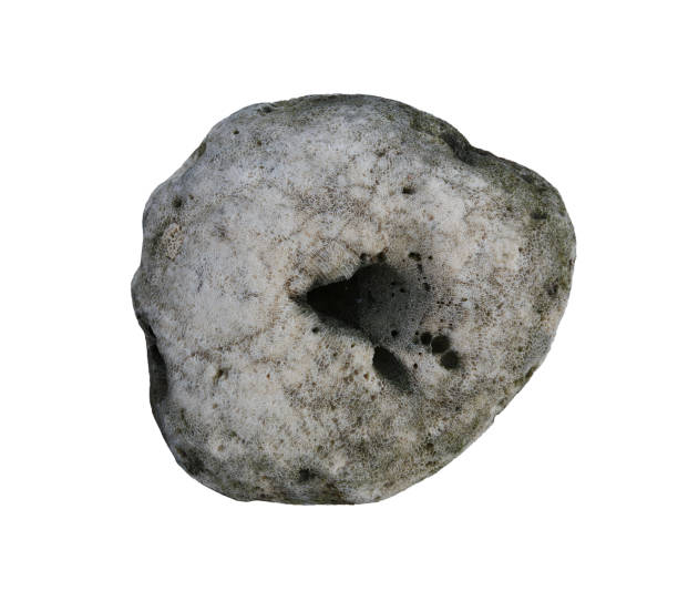 istock White dead coral rocks or brain coral stone isolated on white. 2161584445