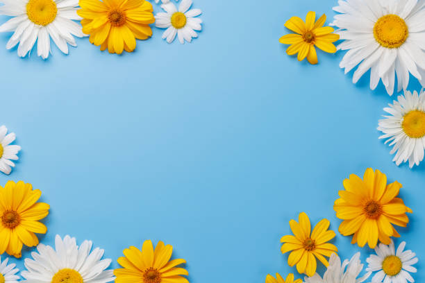 istock Various chamomile flowers on a colorful background 2161585021