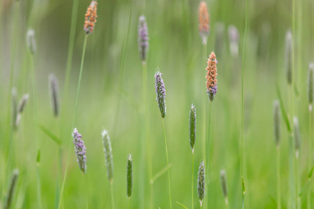 gramíneas bonitas na primavera, com uma profundidade de campo rasa - rabo de raposa - fotografias e filmes do acervo