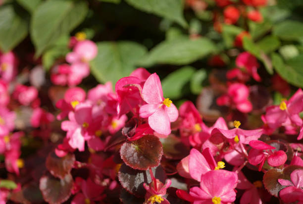 istock red little flowers 2161585423