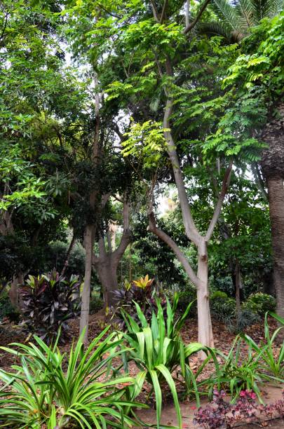 istock Santa Cruz de Tenerife park (Parque García Sanabria) 2161586496