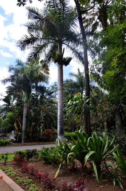 istock Santa Cruz de Tenerife park (Parque García Sanabria) 2161586505