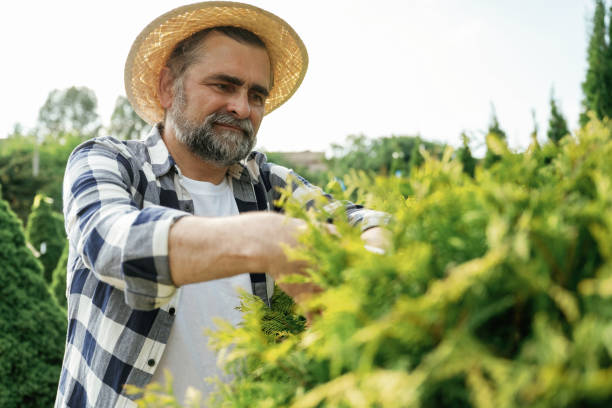 istock Taking care of bush by using scissors. Senior gardener is at work at daytime 2161586625