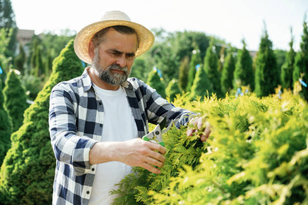 istock Taking care of bush by using scissors. Senior gardener is at work at daytime 2161586627