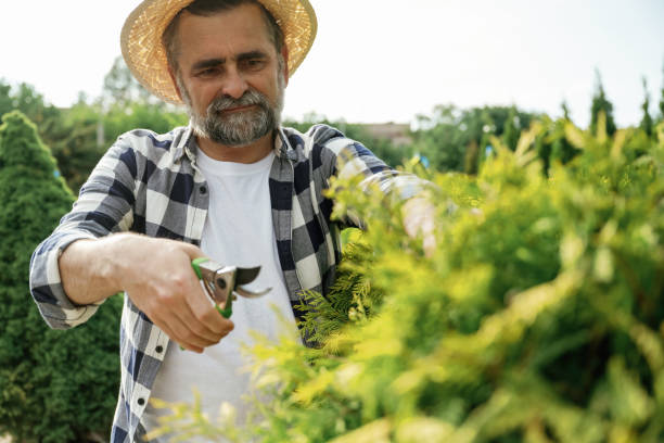 istock Taking care of bush by using scissors. Senior gardener is at work at daytime 2161586637