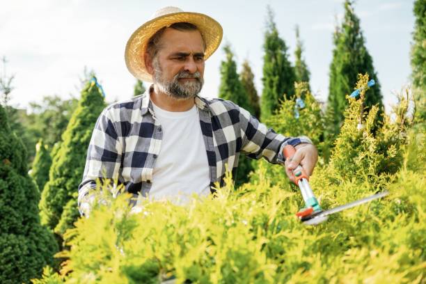 istock Senior gardener is at work at daytime 2161586659
