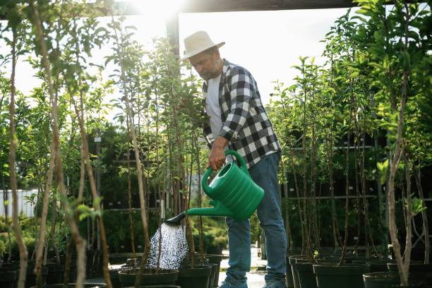 istock With watering can. Senior gardener is at work at daytime 2161586722