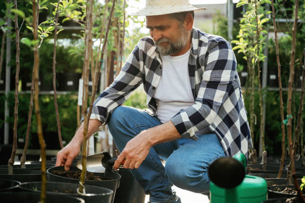 istock Transplants plants. Senior gardener is at work at daytime 2161586733