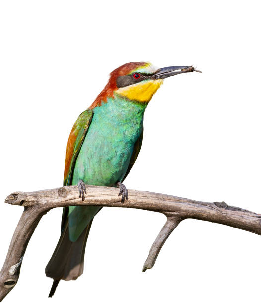 istock European bee-eater, merops apiaster. A bird sits on a branch with prey. White background, isolated 2161587626
