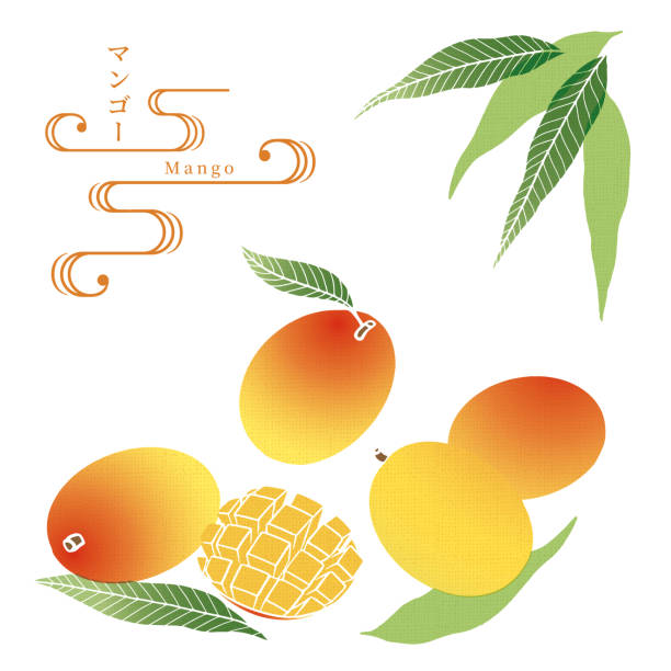 Mango Vector Illustration -Japan Traditional Pattern Series- Illustration of Mango drawn with reference to the traditional technique of Japan <hand towel> mango jam stock illustrations