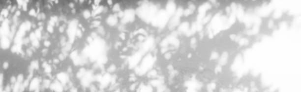 istock Background shadow abstract leave overlay wall floor light effect white plant sunlight backdrop mockup minimal spring summer nature grey blur photography scene template poster card frame product. 2161590273