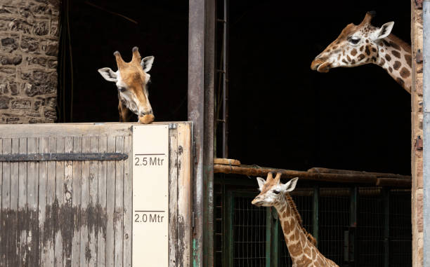istock Rothschild's giraffe Giraffa camelopardalis camelopardalis 2161590574