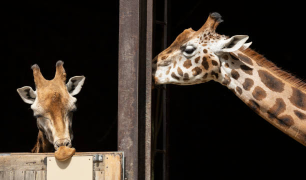 istock Rothschild's giraffe Giraffa camelopardalis camelopardalis 2161590575