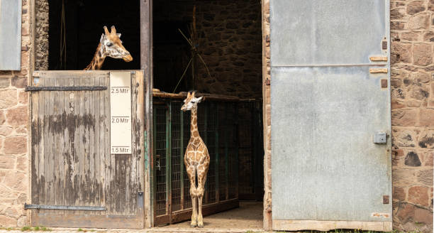 istock Rothschild's giraffe Giraffa camelopardalis camelopardalis 2161590582