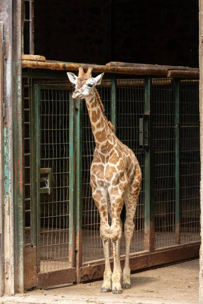 istock Rothschild's giraffe Giraffa camelopardalis camelopardalis 2161590588