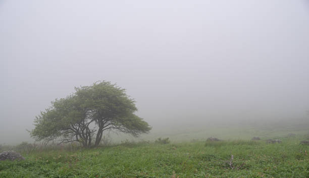 istock Kirigamine, a promenade shrouded in mist 2161591143