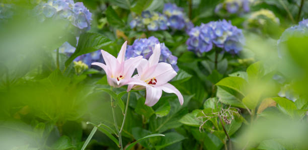 Japanese lily and hydrangea flowers