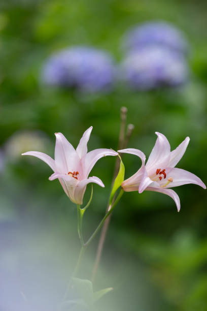 istock Japanese lily and hydrangea flowers 2161592382