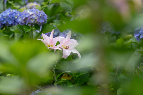 istock Japanese lily and hydrangea flowers 2161592406