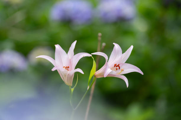 istock Japanese lily and hydrangea flowers 2161592420