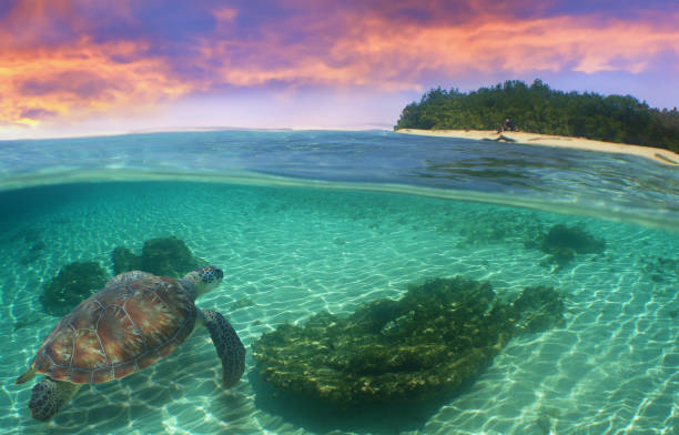istock a sea turtle on a reef  in the caribbean 2161593289
