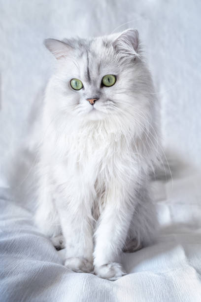 istock Silver chinchilla cat on a white textured background 2161593592
