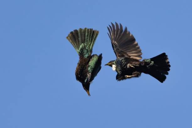 Two Tui birds (Prosthemadera novaeseelandiae) are captured mid-flight, seemingly engaged in a territorial or mating dispute. These birds, which are native to New Zealand, are known for their striking plumage that shimmers with iridescent green and blue hues. The distinctive white tuft of feathers at their throats and the yellow Kōwhai pollen on their foreheads are clearly visible. dos aves tui luchadoras (prosthemadera novaeseelandiae) en vuelo. tui es una famosa especie endémica de mieleros de nueva zelanda. polen amarillo de kōwhai en la frente. con un fondo de cielo azul borroso. en dunedin, isla sur, nueva zelanda