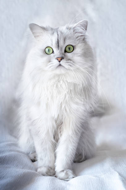 istock Silver chinchilla cat on a white textured background 2161595022
