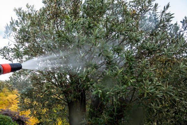 Watering Olive Tree and Garden with hose.