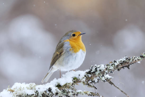 istock European robin (erithacus rubecula) in snowfall sitting on a branch in early spring. 2161595583