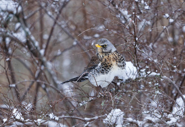 istock Fieldfare (Turdus pilaris) perched in a snowy bush in early spring. 2161595600