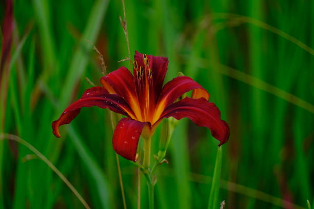 istock Beautiful flowers Lilies 2161595957