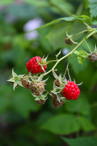 istock red ripe raspberries in a garden 2161598252