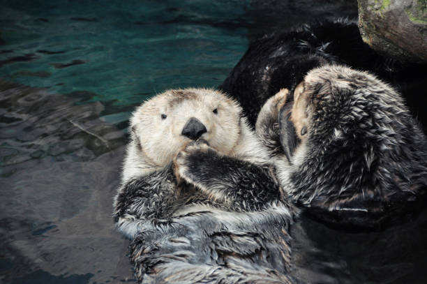 istock Sea otters near grey rock. 2161599333