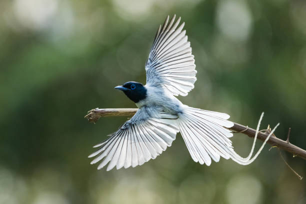 istock Asian paradise flycathcer bird in Vietnam 2161599435