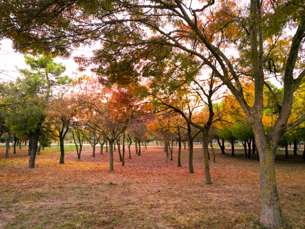 Autumn in Istanbul with vibrant colors