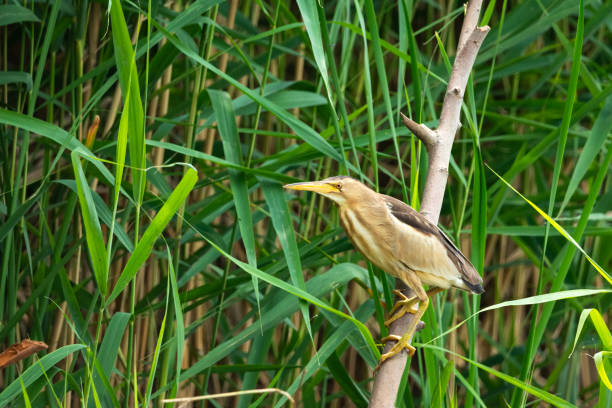 istock Little bittern bird sitting on a branch 2161602114