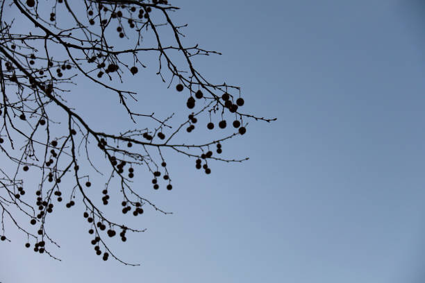 istock Platanus Hispanica silhouette in the afternoon 2161605520