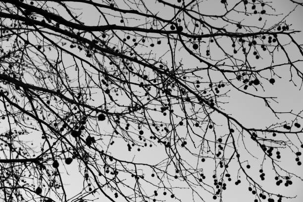 Black and white closeup Eucalyptus flowers and buds, background with copy space, full frame horizontal composition