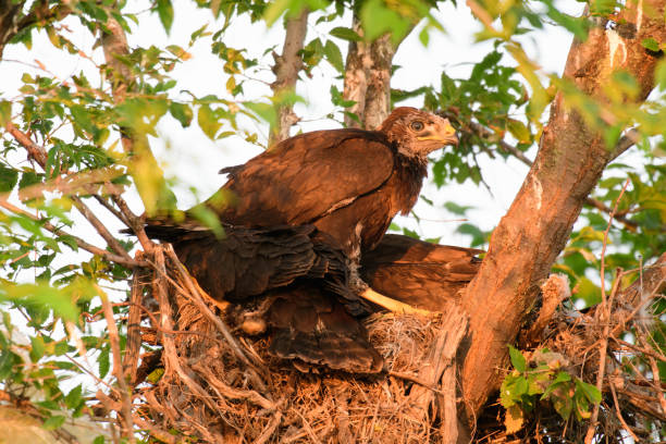 istock Common buzzard buteo buteo, in the wild 2161606356