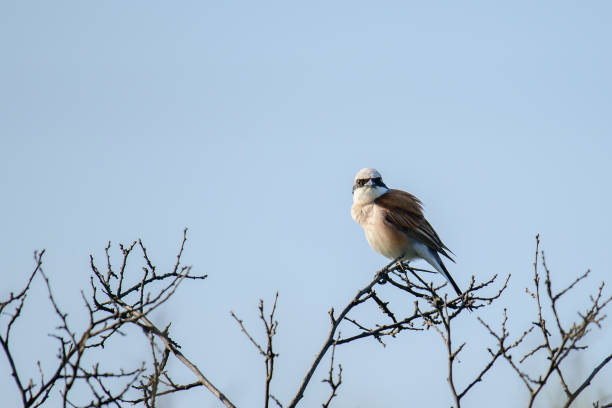 Red-backed Shrike,Lanius collurio. In the wild.