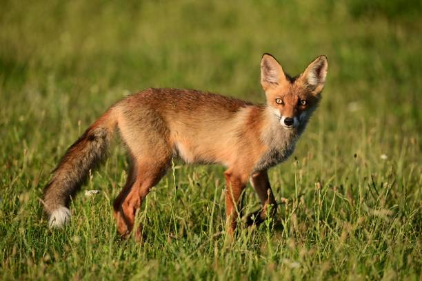 istock Cute young fox cub. Vulpes vulpes 2161606441