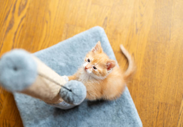 Toxido kitten playing