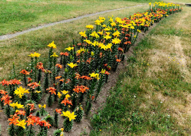 machine-planted bulbs in strips directly in the lawn. a cheap and effective solution for an ornamental public park. lily, planet, pixie, lilium, candidum