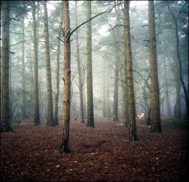 Wood in the winter