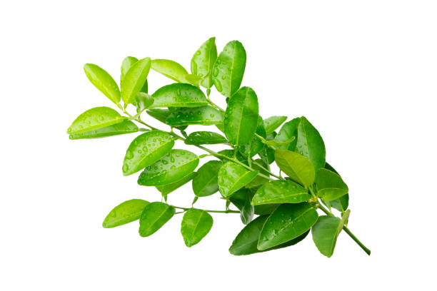 istock water droplets on green leaf isolated on white background 2161612390